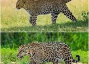 Quiz Jaguar ou Lopard ?