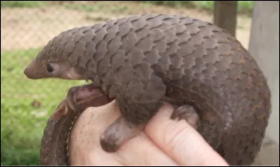 Quel est ce petit mammifère au corps recouvert d'écailles, animal le plus braconné au monde ?