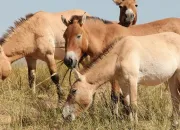 Test Les animaux et toi a fait-il deux ?