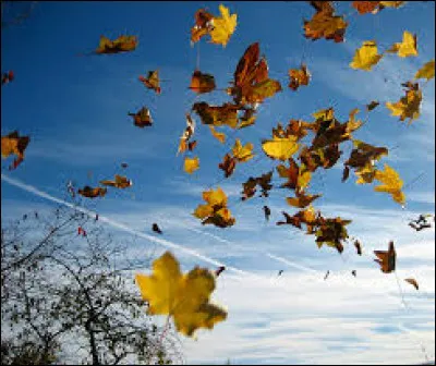 Lorsque tu regardes une feuille dautomne s'envoler, tu vois :