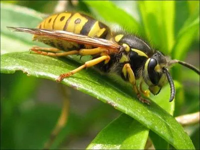 Quel est cet insecte ?