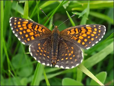 Quel est ce papillon ?