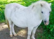 Test Quelle race de poney es-tu ?