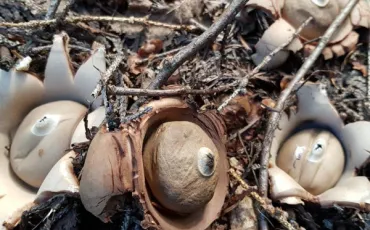 Quiz Champignons