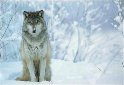 Comment s'appelle la femelle de loup ?