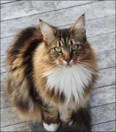 Je suis une guérisseuse écaille qui fut tuée par le Clan de l'Ombre.