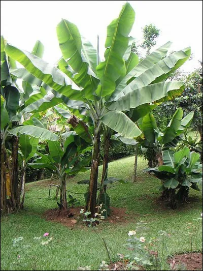 Quel est le fruit de cet arbre ?