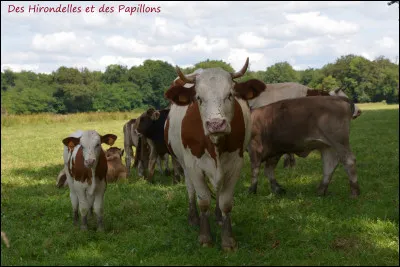 Je suis une excellente laitière, j'ai failli disparaitre complètement dans les années 50 mais une bande d'éleveurs déterminés m'a sauvée in extremis, je suis :