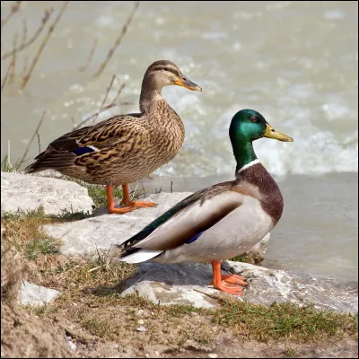 Quelle est cette espèce de canard ?