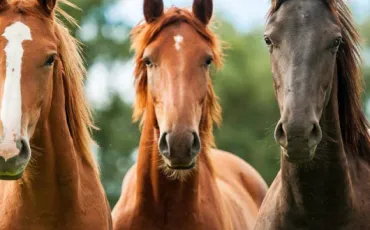 Quiz Animaux