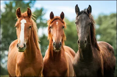 Quelle est la nourriture principale du poney ?