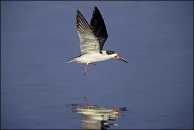 Quel est le nom de cet oiseau ?