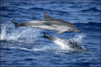 Le dauphin est un poisson.