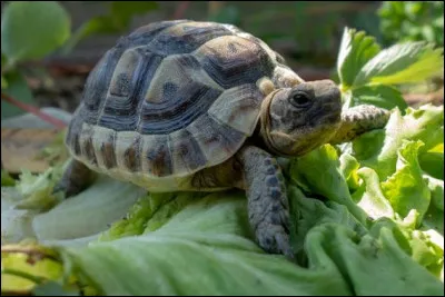 La tortue a un squelette externe dû...