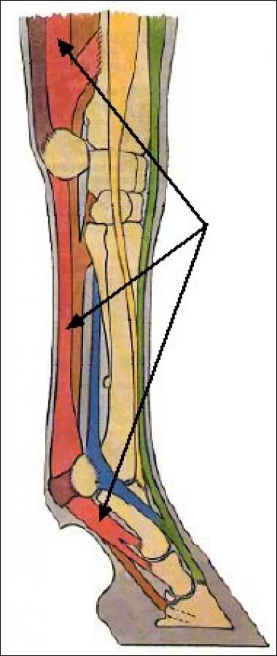 Les flêches indiquent quel tendon ?