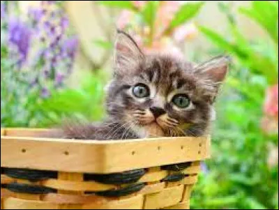 Tu es un chaton dans la pouponnière, comment voudrais-tu t'appeler ?