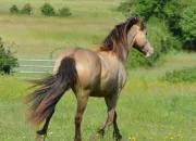 Quiz La gne champagne chez le cheval et ses robes