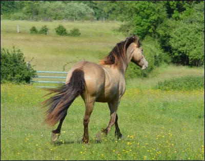 Quelles caractéristiques voit-on sur le cheval qui a le gène champagne ?