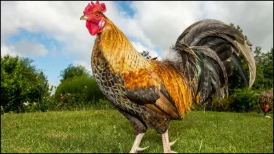 6 heures du matin. Ton coq piaille "Cocorico !". Tu...