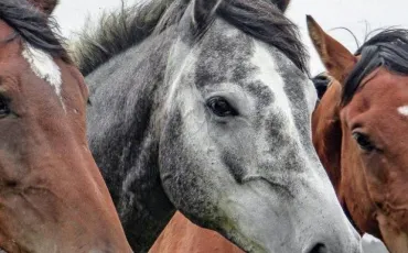 Quiz Chevaux