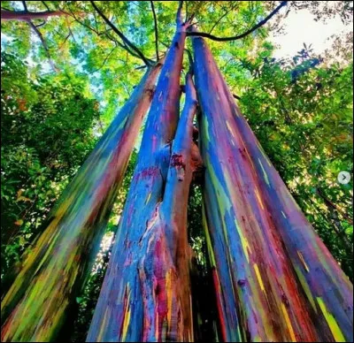 Ces eucalyptus n'ont pas été retouchés, ni peints ! Originaires des Philippines, on les trouve sur l'île d'Hawaï. Chut ! Écoutez, on entend dans la vallée chanter la tribu d'/de...