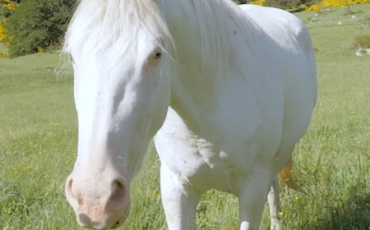 Quiz Chevaux