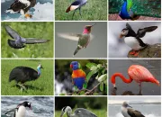 Quiz Animaux de toutes sortes