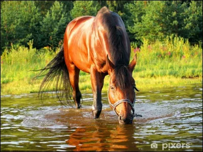 Le cheval boit de...