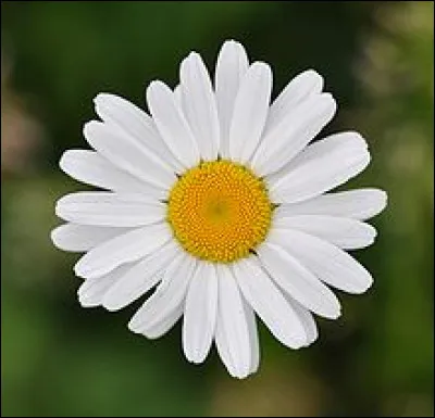 Quel est le nom de cette fleur ?