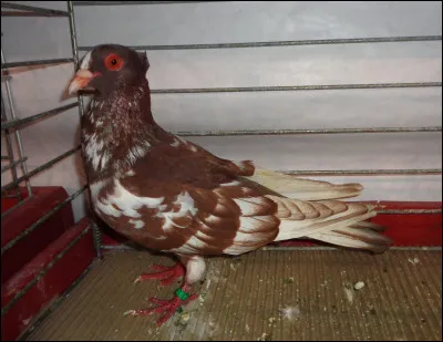 Quelle est cette race de pigeon ?