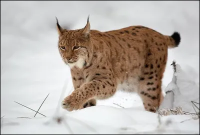 Cet animal est un loup-cervier !