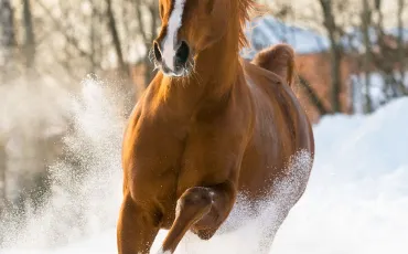 Quiz Chevaux