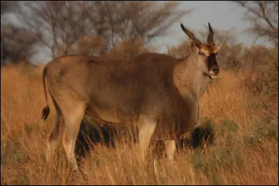 Achlis était le nom d'un animal. Lequel ?