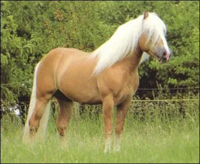 Quelle est la robe de ce magnifique cheval aux crins blancs ?