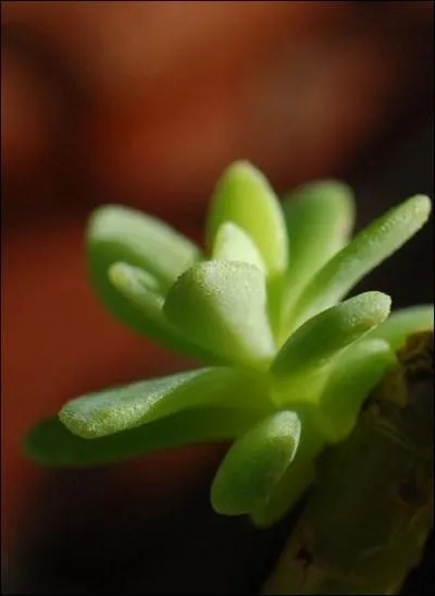 Les feuilles des plantes grasses jouent un rle particulier, ce sont :