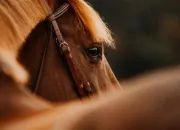 Quiz Quelle race de cheval ?