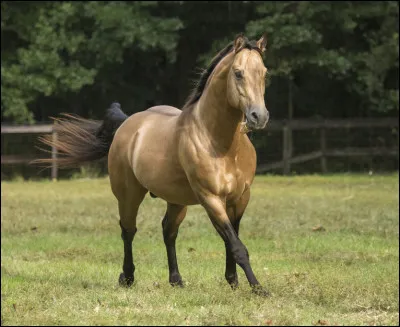 À quelle race appartient ce cheval ?