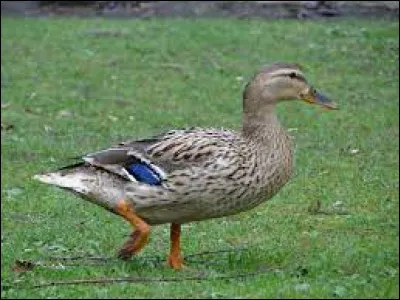 Je suis le canard le plus riche de tous les canards !