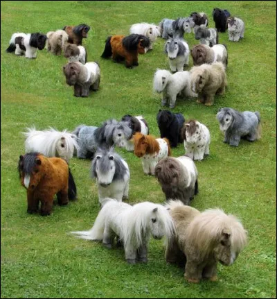 Ces petits poneys sont réels.