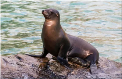 Quel est ce mammifère marin carnivore, facile à dresser, vedette de spectacles de cirques ou de parcs d'attractions ?