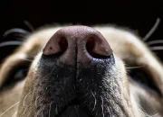 Quiz Connais-tu bien les chiens ?