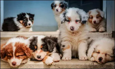 En moyenne, combien de chiots peut avoir une chienne berger australien en une portée ?