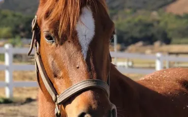 Quiz Chevaux