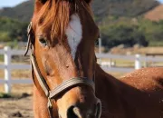 Quiz Connais-tu bien les chevaux ?