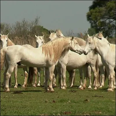 Le cheval est un...