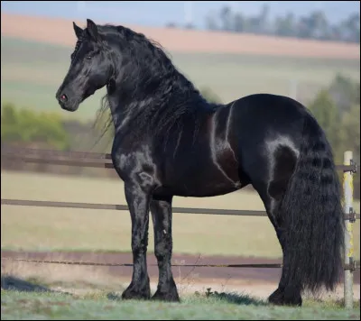 Comment s'appelle cette race de cheval ?