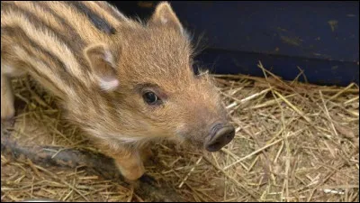 Le petit du sanglier est le marcassin.