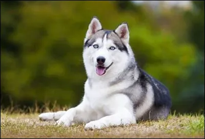 Cochez la case qui indique la race de ce chien.