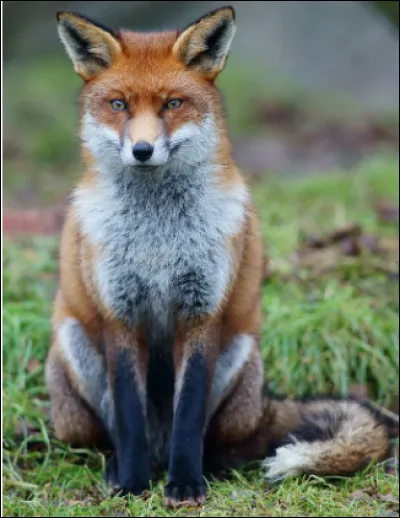 Quel est ce renard, race la plus plus répandue, avec un pelage fauve et blanc, un museau pointu, une queue touffue ?