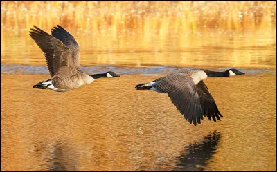 On commence en douceur avec un spécimen plutôt connu. Considéré comme à sa place en Amérique du Nord, ce bel oiseau a été introduit par l'humain de notre côté de l'Atlantique. Comment s'appelle-t-il ?